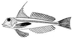 Chelidonichthys obscurus_claves.jpg